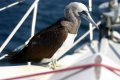 A brown boobie hitches a ride into Banderas Bay